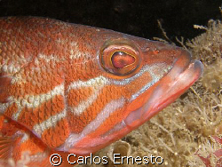Serranus cabrilla.
Olympus c-7070 and YS-60 by Carlos Ernesto 